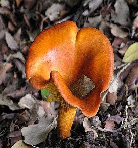 false chanterelle Hygrophoropsis aurantiaca mushroom